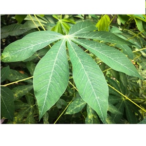 มันสำปะหลังแช่แข็ง ราคาถูกที่สุด - Product Image 6