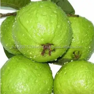 Guava fresca de exportación