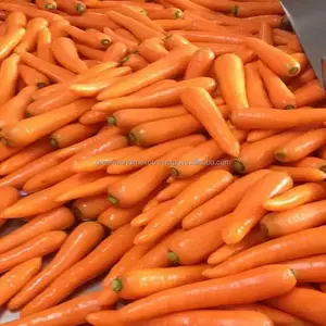 Zanahoria fresca _ alta calidad-rico en vitamina A