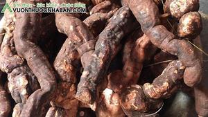 Venta al por mayor POLYGONUM ROOT 100% Polygonum natural precio al por mayor Holiday - Product Image 3