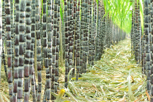 Biostimulant to Prevent Abiotic Stress in Plant Growth - Product Image 5