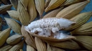 FIBRA DE KAPOK para REDES PARA PÁJAROS/HECHO en VIETNAM/ - Product Image 4