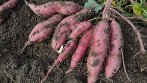 Patates douces rouges fraîches de qualité supérieure pour la vente en gros Origine Vietnam au meilleur prix - Product Image 4