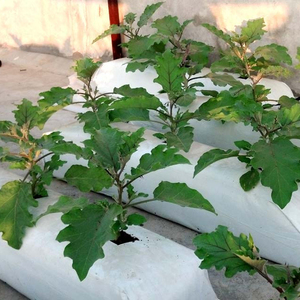 Bolsas de cultivo de coco-Cáscara de Coco para plantar - Product Image 3