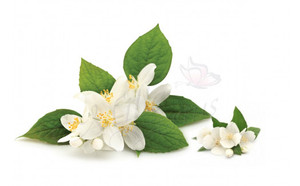 Jazmín puro, Sambac hidrosol - Product Image 3