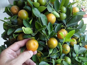 Calamansi /Kumquat pour boisson/purée dans des sacs-Meilleur prix-Haute qualité du Vietnam-Vacances - Product Image 6