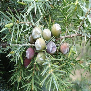 Aceite esencial puro de árbol de té extraído destructivamente orgánico 100% para la fabricación de artículos para el cuidado del cuerpo - Product Image 2