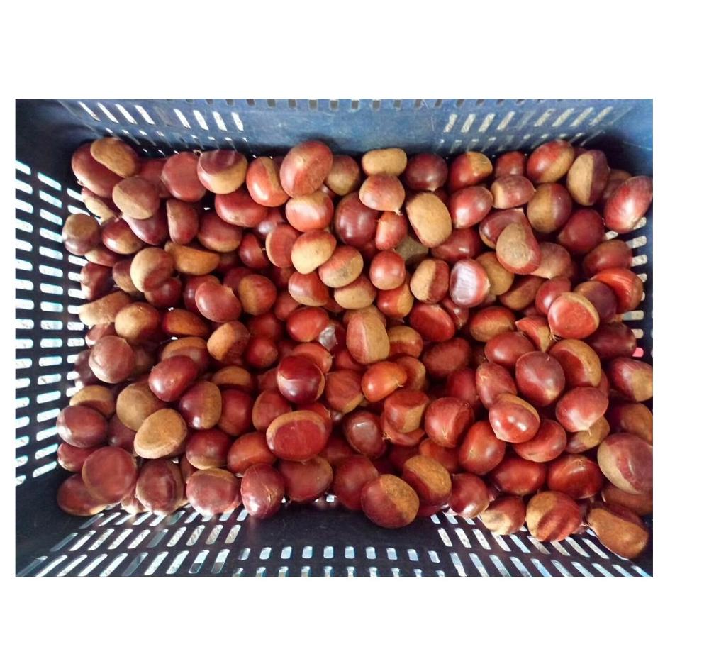 Hot Selling Chestnuts ,Candlenut, for exports......