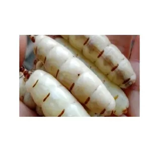 MEJOR TERMITE QUEEN CON ALTA CALIDAD - Product Image 1