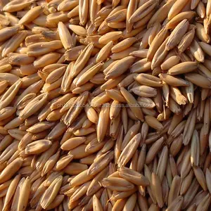 Barley Feed for bulk sales around the worldwide