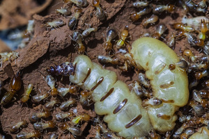 MEJOR TERMITE QUEEN CON ALTA CALIDAD - Product Image 4