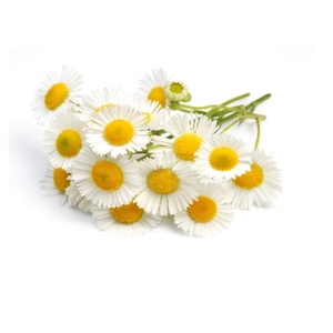 Hydrosol de camomille allemande de qualité supérieure de International AromaaZ, liquide de haute qualité extrait de fleurs de qualité supérieure de renommée mondiale - Product Image 5