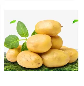 Più economico patate Fresche in Viet Nam ( MS.HOLIDAY Whatsapp + 84-845-639-639)