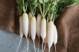 RÁBANO BLANCO FRESCO EN VIET NAM/ Ms Holiday - Product Image 6