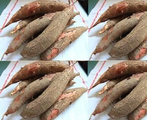 Fresh <strong>Tapioca</strong> / <strong>Cassava</strong> so Delicious From Vietnam - Product Image 5