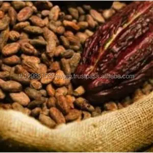 Hoogwaardige Cacao Bonen En Cacao Penpunten