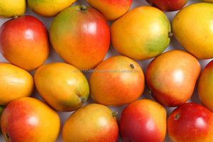 Mangue jaune Alphanso fraîche / Mangue jaune Alphanso lyophilisée / Mangue jaune Alphanso en conserve - 100% naturelle - Product Image 5