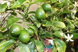 ราคาที่ดีที่สุดของมะนาวไร้เมล็ดสด - Product Image 6