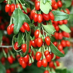 Sản Phẩm Đặc Biệt Goji Berry