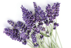 น้ำมันหอมระเหยลาเวนเดอร์ออร์แกนิก2กก. น้ำมันหอมระเหยบริสุทธิ์กลิ่นเมอราปีออร์แกนิกที่ผ่านการรับรอง100% - Product Image 3