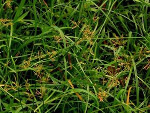 Huile essentielle biologique de Nagarmotha Cypriol Approvisionnement en vrac Huile aromatique naturelle non diluée OEM ODM Vente en gros d'usine - Product Image 5