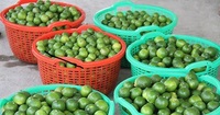 Citron vert / citron frais, avec ou sans pépins, en provenance du Vietnam