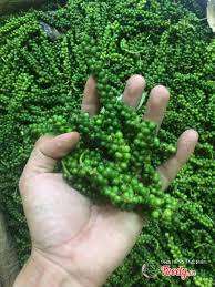 MEJOR PRECIO NUEVO CULTIVO 2024 PARA PIMIENTA VERDE FRESCA DEL PROVEEDOR DE VIETNAM CON ALTA CALIDAD - Product Image 5