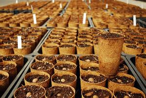 Pots en fibre de coco naturelle / Pot en coco - Product Image 4