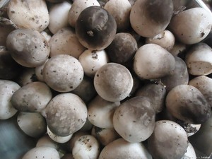 Volvariella volvacea salada para la comida - Product Image 6