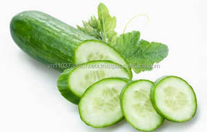 Polvo seco de pepino, extracto de harina de pepino, producto especial de VIetnam, vacaciones - Product Image 6