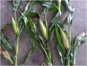 Aliments pour le BÉTAIL - Product Image 3