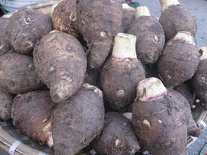 Wholesale <b>TARO</b> Hot Sale High Quality From VietNam - Product Image 3