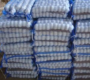 Ail Frais biologique - Product Image 1