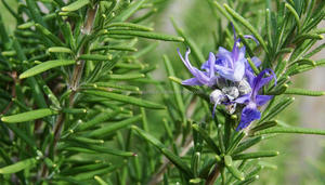 ซัพพลายเออร์ของน้ำมันโรสแมรี่ - Product Image 2