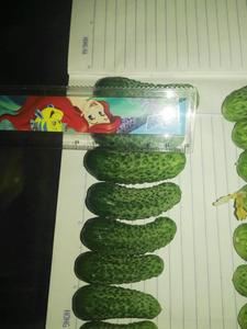 กิมจิ ขนาด 2-5 ซม. จำนวนมาก - Product Image 2