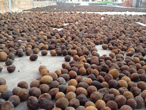 Polvo de naranja amarga inmadura de alta calidad, 2023 - Product Image 2