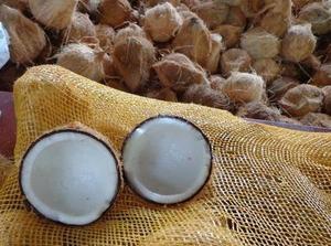 มะพร้าวกึ่งเปลือกมะพร้าวผู้ใหญ่ของเวียดนาม (WS: 0084987731263) - Product Image 2