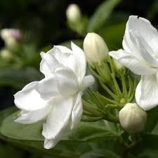 Vente en gros d'huile essentielle de jasmin grandiflorum 100% pure huile de massage corporel de marque privée exportée en vrac par fabricant - Product Image 2