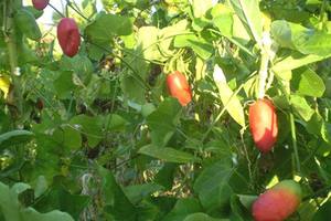 GROS VIETNAM COCCINIA GRANDIS AVEC LE PRIX BON MARCHÉ - Product Image 3