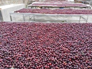 Fabricante de Empaques Personalizados, Granos de Café Robusta de Alta Calidad, Grado Premium, Tostados, Precio Competitivo, Buen Sabor - Product Image 5