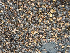 La nuez de anacardo SHELL-la nuez de anacardo de residuos de combustible de Vietnam - Product Image 5