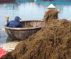 Esther Sargassum морские водоросли для Гранулированных органических удобрений/Ms. Ester (WhatsApp: 84 963590549)