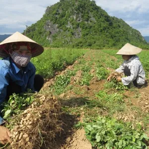 CACAHUÈTES/ARACHIDES VENTE ENTIÈRE 2020 - Product Image 1