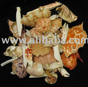 เปลือกปูแห้งเดือน - Product Image 6