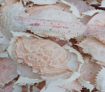 Сушеная оболочка краба