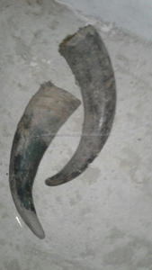 Cuerno pulido de buey/búfalo de lujo para beber cerveza, vino o agua, artesanías naturales para el hogar, bodas o fiestas - Product Image 3