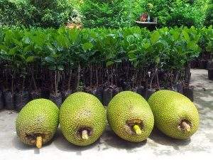 ขนมขนุนสำหรับเลี้ยงวัวจากเวียดนามเดลต้าวันหยุดในเวียดนาม - Product Image 5