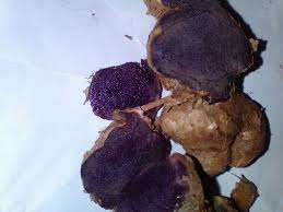 Gingembre noir frais - Gingembre noir vietnamien de haute qualité - Product Image 2