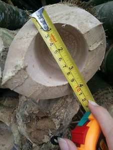 Pôles de bambou frais - Pôles de bambou de grande taille - Product Image 6