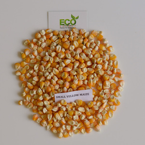 เมล็ดข้าวโพด/ข้าวโพดสีเหลืองเกรดดีสำหรับการบริโภคของมนุษย์และปศุสัตว์ - Product Image 6